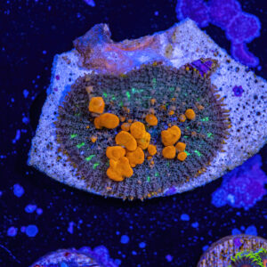 Sunkist Bounce mushroom