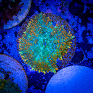 Fire shore rhodactis