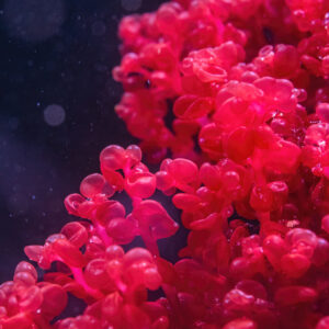 Macroalgae