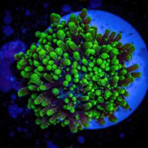 Green Hairy mushroom