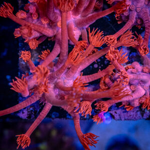 Red Goniopora