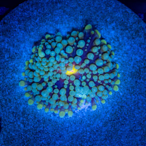 Blue Ricordea Florida
