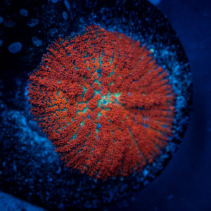 Aqua fire rhododactis
