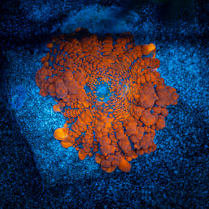 Rauchy red rhodactis