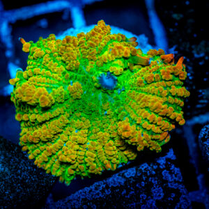 Rainbow citrus mushroom