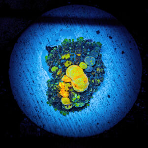 Powerball bounce mushroom