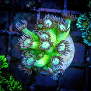 Neon green goniopora