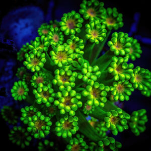 Large Polyps Stony Corals (LPS)