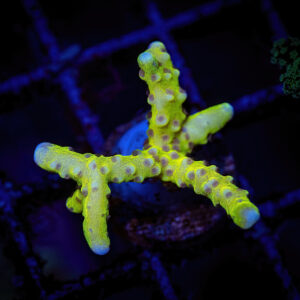 Small Polyps Stony Corals (SPS)