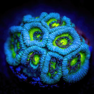 Timewarp micromusa