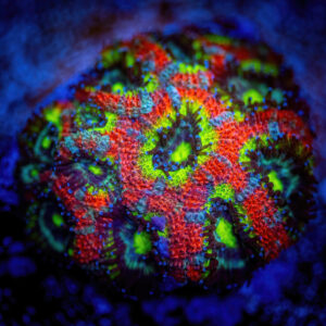 Holygrail Micromusa