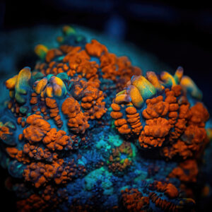Soft corals