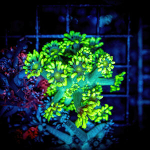 Dark green alveopora