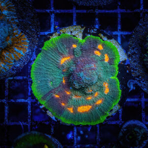 A close-up view of a vibrant JF My Miami chalice coral in a saltwater reef aquarium, showcasing its striking rainbow colors and unique eye pattern under blue actinic lighting