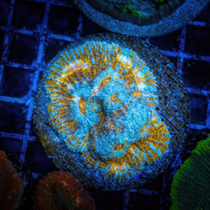 Vibrant orange crush chalice coral showcasing its intense neon orange flesh and textured polyp ridges under blue actinic saltwater aquarium lighting at Borealis Aquaculture in Gatineau.