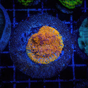This coral is best suited for intermediate hobbyists who understand the importance of stable alkalinity and calcium levels for LPS corals.