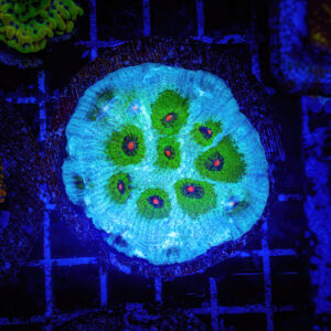 A top-down view of a vibrant aquacultured Avatar Chalice coral in a saltwater aquarium, displaying striking neon green stripes against a deep purple base under blue LED lighting.