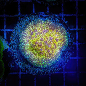 A macro close-up of a vibrant Goldmeister chalice coral from Borealis Aquaculture, showcasing metallic gold branching veins against a deep purple fleshy base, in a home saltwater aquarium reef tank.