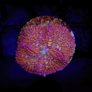 A vibrant Gonzo Golden Dragon mushroom polyp attached to a live rock in a saltwater reef aquarium, showcasing its metallic gold wrinkled texture and green rim under blue LED lighting