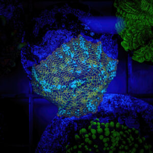 A colorful Leopard discosoma mushroom coral attached to a rock in a saltwater aquarium, showcasing its distinctive spotted pattern under blue LED lighting.