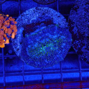 A vibrant purple dot discosoma mushroom coral attached to a live rock in a saltwater aquarium, showcasing its spotted pattern under blue LED lighting.