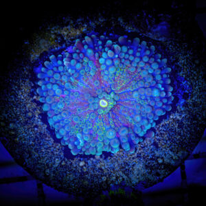 A vibrant aquacultured Ricordea Yuma mushroom coral attached to a live rock in a saltwater reef aquarium, displaying its characteristic bubble-tipped tentacles and bright blue and purple coloration.