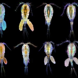 Copepods