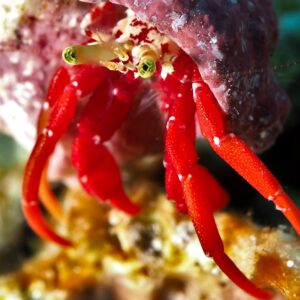 Inverts