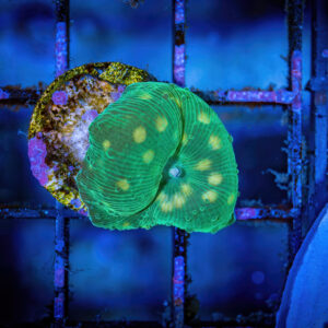 Polka dot discosoma